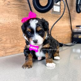 Minnie - Tri-color female Bernedoodle puppy in West Haven, Utah from Split Mountain Doodles