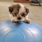 Boy 2 - Brindle and white male Mal-Shi puppy in Mundelein, Illinois from FurEver Friends Designer Breeds