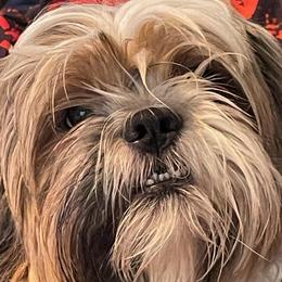 Punkie Boo - Shih Tzu
