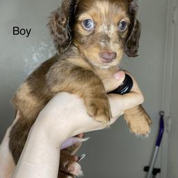 Dachshund Puppies from Monterey bay dachshund kennel