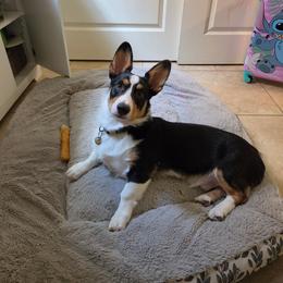 Pembroke Welsh Corgi Puppies from Ruidoso's Crowned Companions