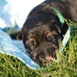 Emry - Black and red male German Shepherd puppy in Apex, North Carolina from Milestone GSDs