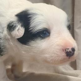 Rosebud (Buddy) - Black and white male Border Collie puppy in Lebanon, Oregon from Cahill’s Canines