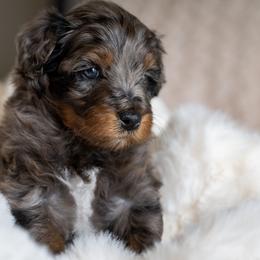Rex - Merle male Schnoodle puppy in Grove, Oklahoma from Grand Lake Poodles & Doodles