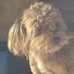Marley - Havapoo