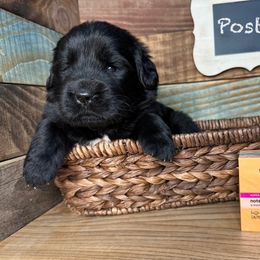 Postie - Black female Newfoundland puppy in Tully, New York from Bear Paw Newfoundlands