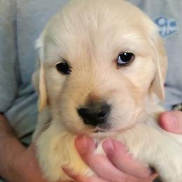 5th pick girl - Light golden female Golden Retriever puppy in Sandy, Utah from Golden Meadows of Utah