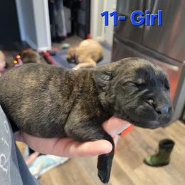 Girl 5 - Brindle female Mastiff puppy in Atlanta, Michigan from Legacy Mastiffs