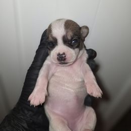 Cookie - Fawn and white female Chihuahua puppy in Camden, New Jersey from Maldonado Pet Life Breeder LLC.