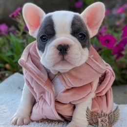 Lenox - White and brindle female French Bulldog puppy in Delafield, Wisconsin from Bishop Bullyz