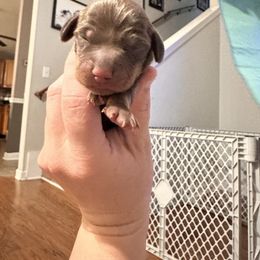 Only Male - Chocolate male Dachshund puppy in Aragon, Georgia from Daschunds Unlimited