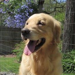 OB - Golden Retriever