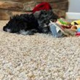 Miniature Schnauzer Puppies from Pups With Potential