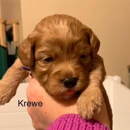 Krewe - Red male Australian Labradoodle puppy in Spring City, Tennessee from Beck ‘N Ridge Australian Labradoodles