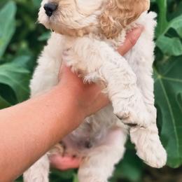 Fin - Cream male Cockapoo puppy in Indiahoma, Oklahoma from Phamily Doodles