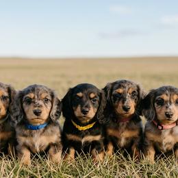 Dachshunds from Krysta Wasson
