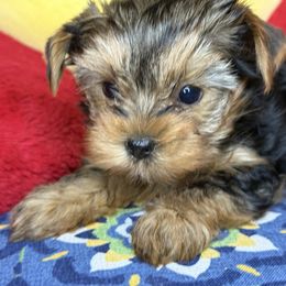 Louise - Black and tan female Yorkshire Terrier puppy in Cisco, Texas from Charitabee’s Yorkies