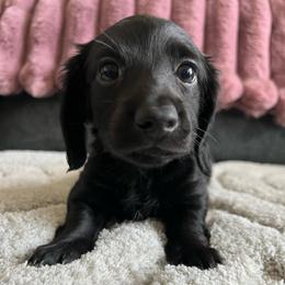 Jasper - Black male Dachshund puppy in Ocala, Florida from Weenie Boops
