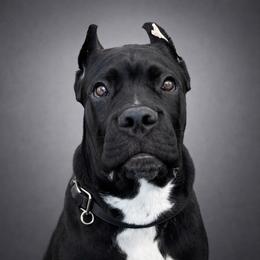 Ozzy - Cane Corso