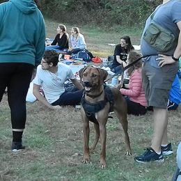 Rhodesian Ridgeback All Grown Up from Stoneridge Ridgebacks
