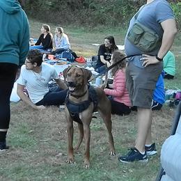 Rhodesian Ridgeback All Grown Up from Stoneridge Ridgebacks