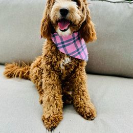 Autumn - Goldendoodle