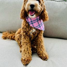 Autumn - Goldendoodle