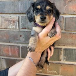 Purple princess - Dapple female Dachshund puppy in Cushing, Oklahoma from Euchee creek mini dachshunds