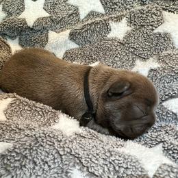 Mayhem blue fawn from OFA parents - Fawn male French Bulldog puppy in Billings, Montana from Montana Made Frenchies