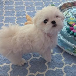 Maltese Puppies from Bratpack Babydolls