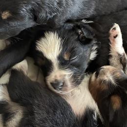Myrtle - Black tri-color female Australian Shepherd puppy in Bennington, Oklahoma from Hang tight Aussie co
