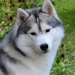 Siberian Husky All Grown Up from Shawna Wells