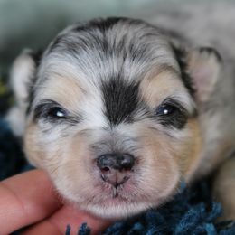 Phoenix - Merle male Pomsky puppy in Albany, Indiana from Hatz Off Puppies