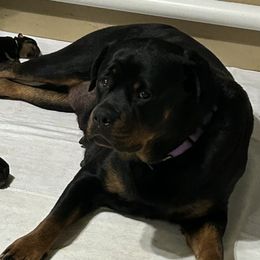 Maisha - Rottweiler