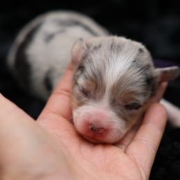 Honey-Purple collar - Blue merle and white female American Corgi puppy in Benjamin, Utah from Nuna’s  Corgis