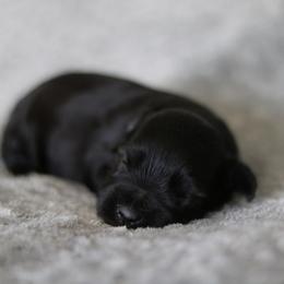 Malik - Black male Miniature Schnauzer puppy in Tremonton, Utah from Rocky Mountain Schnauzer
