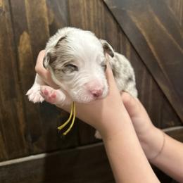 Yellow collar girl - Red merle female Australian Shepherd puppy in Flat Rock, Alabama from Fluffy Butt Acres