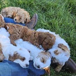 Cavapoo Puppies from North Ranch Doodles