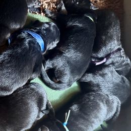 Girl 5 - female German Shepherd puppy in Rolesville, North Carolina from Ransomshire Shepherds