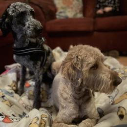 Goldendoodles from Vida’s Loving Doodles