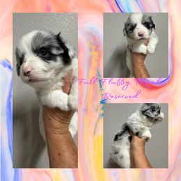 Angel - Blue merle and white female American Corgi puppy in Hico, Texas from Chisholm Trail Kennels