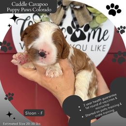 Sloan - Blenheim female Cavapoo puppy in Fort Lupton, Colorado from Puppy Paws Colorado
