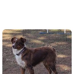 Tessa - Australian Shepherd