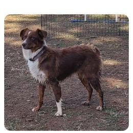 Tessa - Australian Shepherd