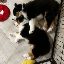 Australian Shepherd and Miniature American Shepherd Puppies from Alolan Angel Aussies