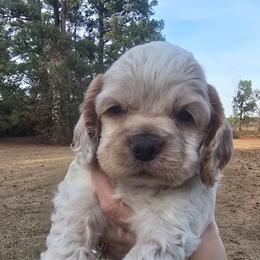 Windsor - Red roan male Cocker Spaniel puppy in Florence, South Carolina from Reddick's American Cocker Spaniels
