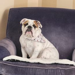 Bulldog Puppies from BtS Bulldogs