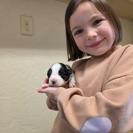 Ace - Black and white male Border Collie puppy in Ripley, Oklahoma from Adventure5 Border Collies