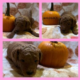 Girl 2 - Red  Poodle puppy in Knoxville, Tennessee from A Goldendoodle Dream