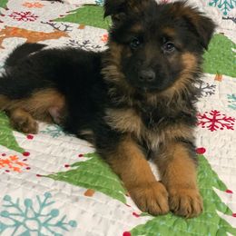 American Leopard Hound, Bluetick Coonhound, and German Shepherd Puppies from Haus Biery German Shepherds, Benchmark Blueticks & Leopard Hounds